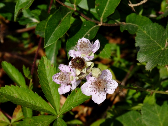 {Rubus bifrons}